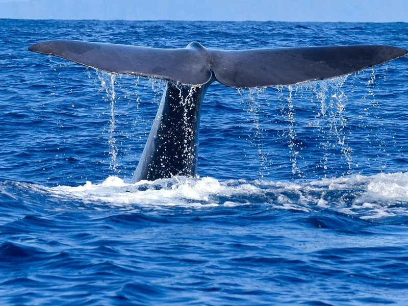 A marine biologist guide pointing out a whale's dorsal fin from a small boat off Funchal on a Responsible Whale and Dolphin Watching tour in Funchal, Madeira